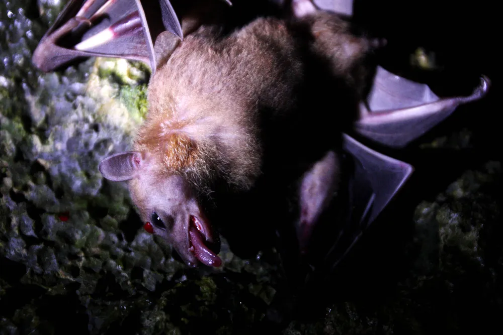 Bats Consumed for Good Health in Indonesia