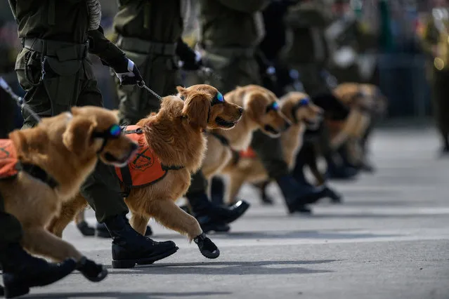 Chilean police dogs march during the annual military parade at the Bernardo O'Higgins park in Santiago, Chile on September 19, 2022. (Photo by Ximena Navarro/Chile Presidency/Handout via Reuters)