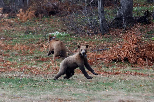 Brown bear cubs Bradley and Cooper are released into the forest from the NGO Arcturos' bear sanctuary in the village of Nymfaio, near Florina, Greece on May 2, 2020. (Photo by Giorgos Moutafis/Reuters)