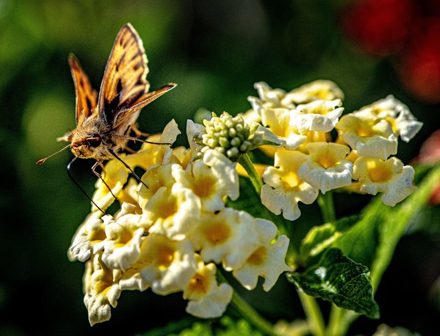 A Fiery Skipper butterfly gathers nectar and pollen on a lantana plant in the garden on October 14, 2024. Mild temperatures in Orange County, California, are giving home garden plants a chance to recover and thrive. (Photo by Bruce Chambers/ZUMA Press Wire/Rex Features/Shutterstock)