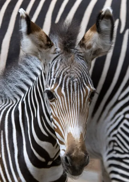 Female baby zebra Linda stands next to its mother Layla at the  zoo in Leipzig, central Germany, Monday, August 8, 2016. Linda was born on July 27, 2016. (Photo by Jens Meyer/AP Photo)