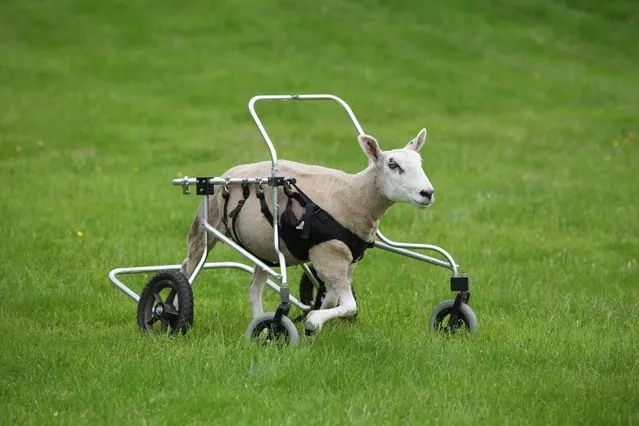 Buster the Sheep whizzes around on his new wheels. (Photo by HotSpot/Landov)