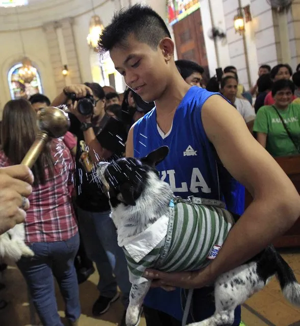 A Catholic priest blesses a dog during a celebration of the feast day of the Patron Saint of Animals, Saint Francis of Assisi, at a Catholic church in Manila October 5, 2014. (Photo by Romeo Ranoco/Reuters)