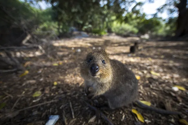 Quokka The Happiest Animal in the World