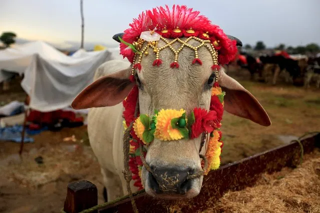 A sacrificial bull decorated for sale stands at its feed trough at the animal market on the outskirts of Karachi, Pakistan, September 22, 2015. (Photo by Faisal Mahmood/Reuters)