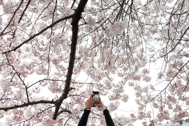 A visitor captures a cell phone image of cherry blossoms at the Tidal Basin in Washington, D.C., U.S., March 28, 2025. (Photo by Tom Brenner/Reuters)