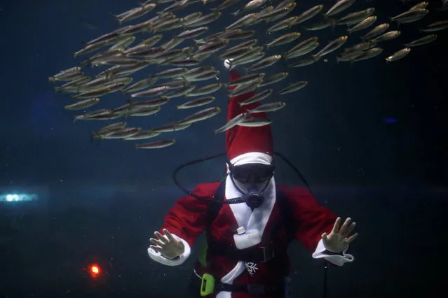 A diver dressed in a Santa Claus costume swims with sardines during a promotional event for Christmas “Sardines Feeding Show with Santa Claus” at the Coex Aquarium in Seoul, South Korea, December 10, 2017. (Photo by Kim Hong-Ji/Reuters)
