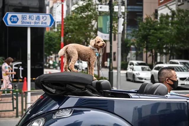 A dog looks on while riding in a convertible-top car in Tokyo on July 24, 2020. (Photo by Charly Triballeau/AFP Photo)