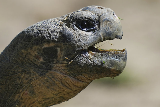 Mommy, a nearly 100-year-old Galapagos tortoises, and parent of four hatchlings is seen in her enclosure at the Philadelphia Zoo in Philadelphia, Wednesday, April 23, 2025. (Photo by Matt Rourke/AP Photo)