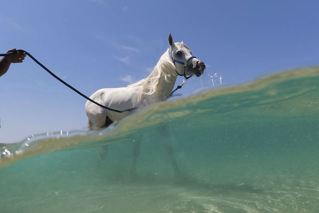 A man leads his horse into the Mediterranean Sea near Hadera, Israel, Saturday, April 19, 2025. (Photo by Ariel Schalit/AP Photo)