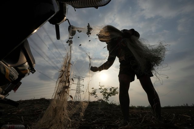 A fisherman collects fish from a fishing net in Trapaing Andoeukin village, outskirts of Phnom Penh, Cambodia, Saturday, March 29, 2025. (Photo by Heng Sinith/AP Photo)