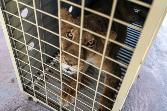 A lioness looks out from inside a transport cage at the animal refuge Ostok Sanctuary, on the outskirts of Culiacan, Mexico, Monday, May 19, 2025. (Photo by Felix Marquez/AP Photo)