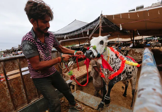 A man pulls a sacrificial bull decorated with artificial flowers into a vehicle he after purchased it at a cattle market ahead of the Eid al-Adha festival in Karachi, Pakistan, September 12, 2016. (Photo by Akhtar Soomro/Reuters)