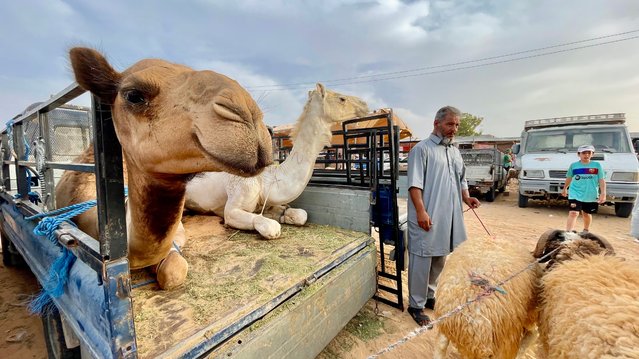 Camels and sheep are pictured at a livestock market ahead of the Muslim festival of Eid al-Adha, or the Feast of Sacrifice, in Tripoli, Libya, on June 3, 2025. (Photo by Xinhua News Agency/Rex Features/Shutterstock)