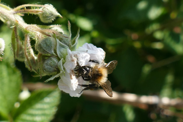 A bee explores the flowers in the woods of Dunsden, Oxfordshire, UK on June 2, 2025. (Photo by Geoffrey Swaine/Rex Features/Shutterstock)