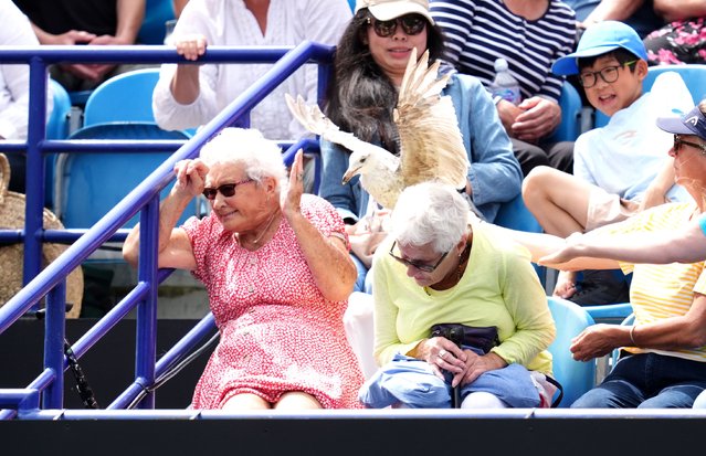 Spectators react to a seagull that flew into the stand during day five of the Lexus Eastbourne Open at Devonshire Park Lawn Tennis Club, Eastbourne, UK on Friday, June 27, 2025. (Photo by Adam Davy/PA Images via Getty Images)