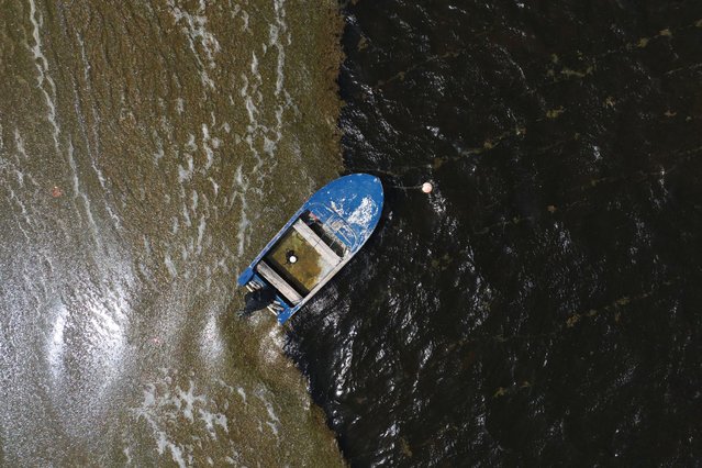 A drone view shows a wooden boat surrounded by sargassum seaweed during its season from March to October, in Ceiba, Puerto Rico on June 2, 2025. (Photo by Ricardo Arduengo/Reuters)