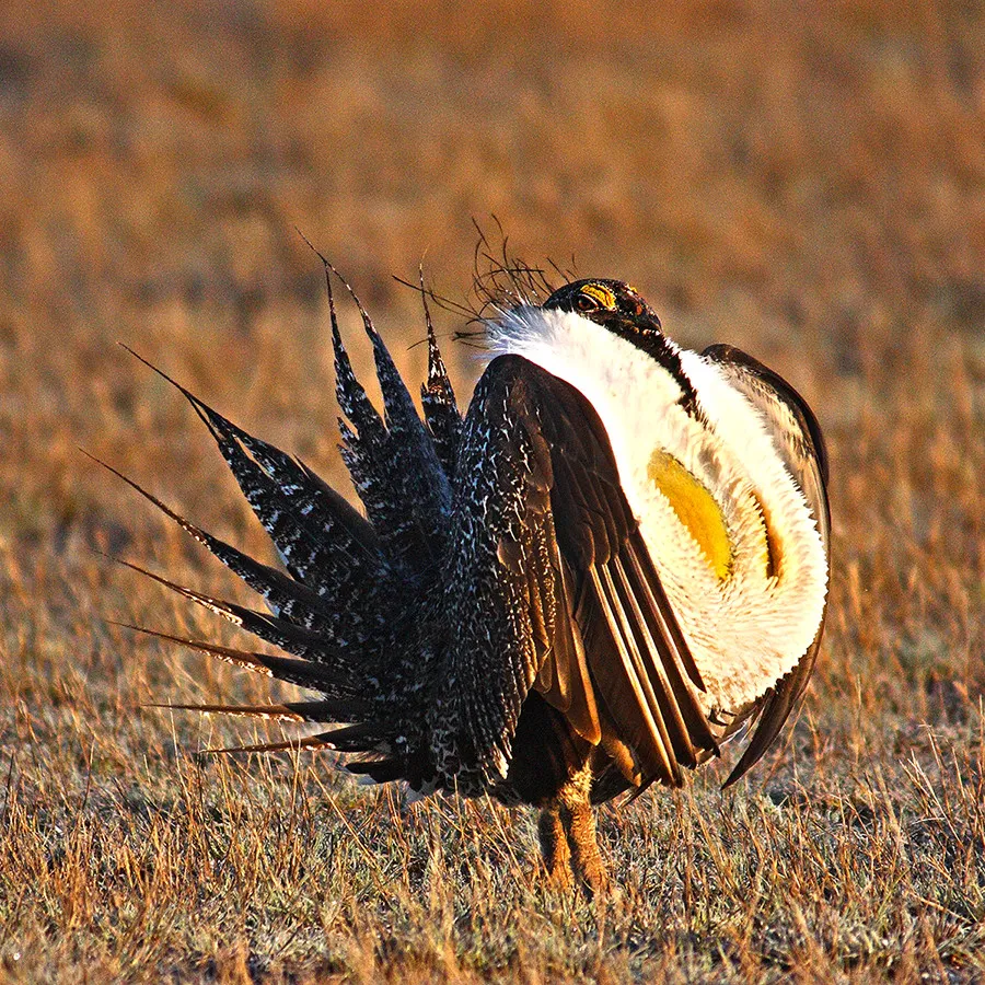 Greater Sage-Grouse