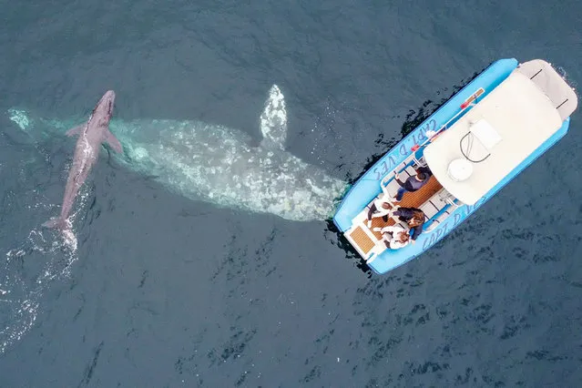 A huge gray whale gave birth in front of amazed tourists before proudly showing off her newborn calf. The incredible scene unfolded as the tourists were enjoying a whale watching tour near Dana Point, California, on Monday, January 2, 2023. (Photo by Matt Stumpf/The Mega Agency)