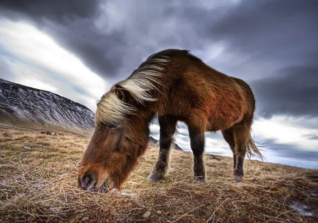 “An Icelandic Horse in the Wild”. (Trey Ratcliff)