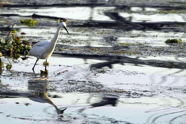 A great egret looks for food in a wetland on the bank of the Nile River in Cairo, Egypt, Tuesday, January 17, 2023. (Photo by Amr Nabil/AP Photo)
