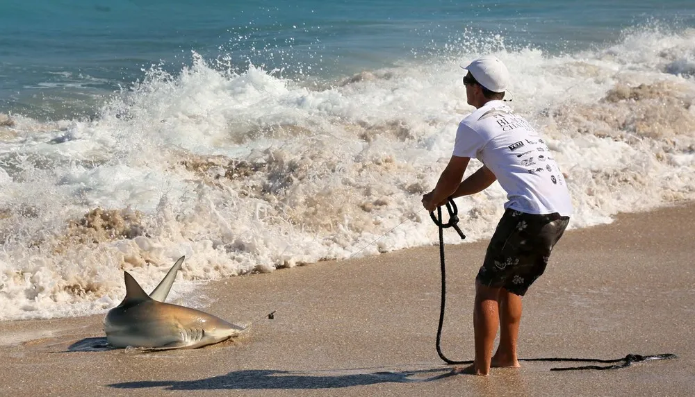 Thousands of Sharks Shut Down Florida Beaches