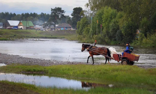 A follower of “Vissarion the Teacher”, or “Jesus of Siberia”, Russian ex-traffic cop Sergei Torop drives a horse in the remote village of Petropavlovka on August 17, 2009.  For thousands of followers, Vissarion is no less than the second coming of Jesus of Nazareth, reincarnated 2,000 years after his crucifixion, deep in the Siberian wilderness. (Photo by Alexander Nemenov/AFP Photo)