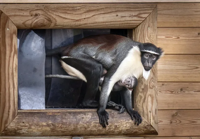A newborn Roloway monkey with its mother Kayla at the Yorkshire Wildlife Park in Doncaster, United Kingdom on Thursday, February 2, 2023. The as-yet unnamed baby is the third for Kayla, who also gave birth to Kumasi in 2020, and Dassioko in 2021. (Photo by Danny Lawson/PA Images via Getty Images)