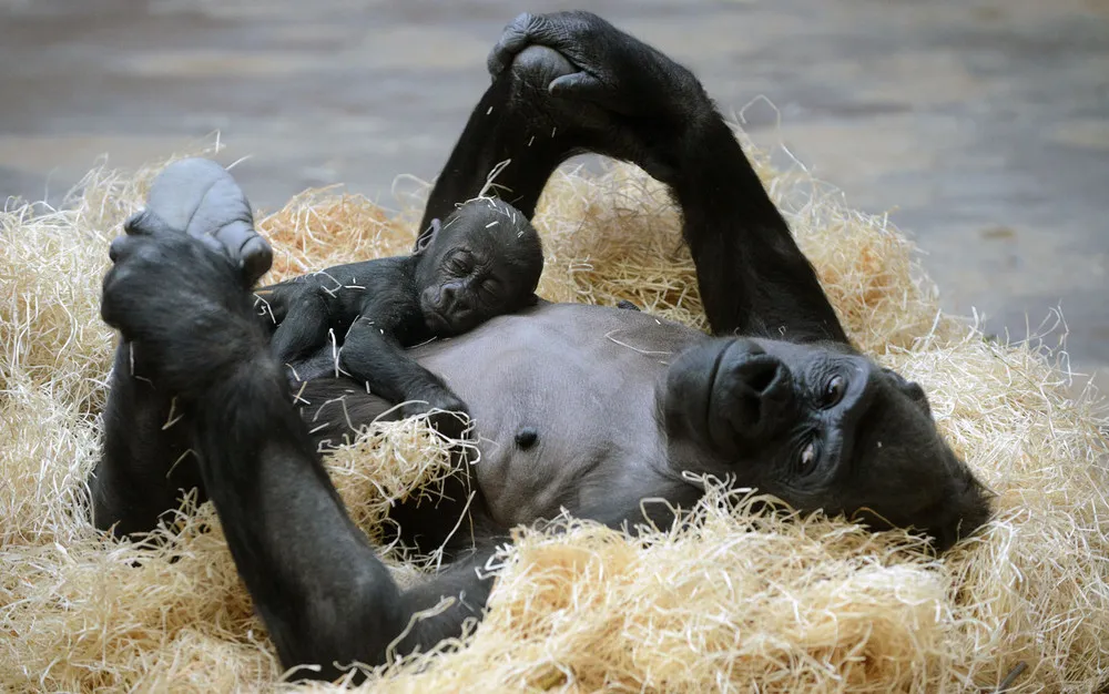 The Week in Pictures: Animals, March 10 – March 15 2013