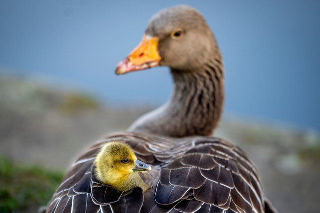 A gosling sits in the plumage of its mother, in a meadow in Frankfurt, Germany, Saturday, April 13, 2024. (Photo by Michael Probst/AP Photo)