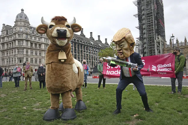 A demonstrator dressed as Donald Trump holding a syringe pretends to inject a pantomime cow during the Stop Trump Coalition protest in Parliament Square, London, Saturday, October 24, 2020 ahead of the US Presidential election on Nov. 3. (Photo by Jonathan Brady/PA Wire via AP Photo)