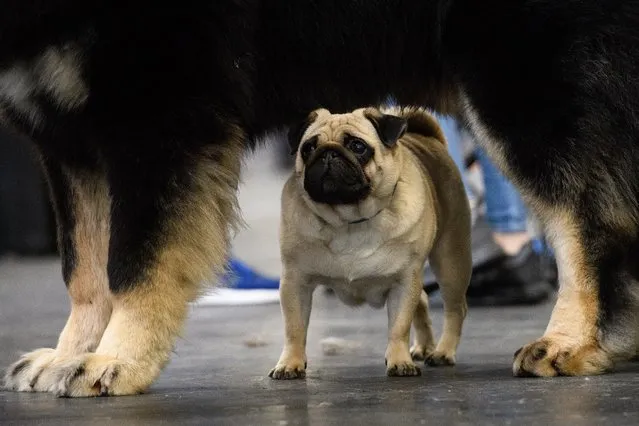 Czkwska the Pug stands beneath Legenda Tibeta Tsehovik (Imp Russ) the Tibetan Mastiff at the Crufts dog show at the NEC Arena on March 8, 2018 in Birmingham, England. (Photo by Leon Neal/Getty Images)