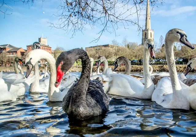 A black swan is causing a flap down at the riverside in Worcester city centre, United Kingdom – 9,000 miles from its native home. Black swans are native to Australia but one has made its home on the river in the city centre. (Photo by Chris Bright/South West News Service)