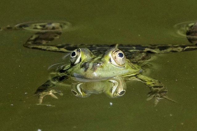 A frog swims in a pond behind the Bellevue Palace in Berlin on Monday, May 12, 2025. (Photo by Markus Schreiber/AP Photo)