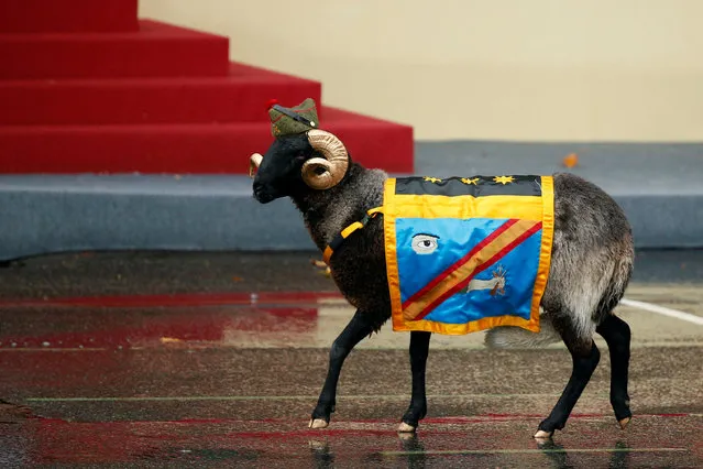A ram, the mascot of one of Spain's Legionnaire divisions, takes part in a military parade marking Spain's National Day in Madrid, Spain October 12, 2016. (Photo by Juan Medina/Reuters)