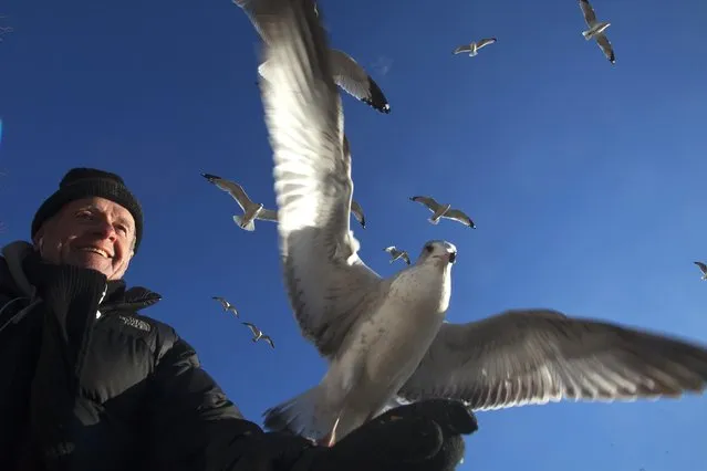 Jim Hart from New York feeds the birds in Battery Park in the Manhattan borough of New York, December 18, 2014. Hart has been feeding the birds three times a week for the last three years. (Photo by Carlo Allegri/Reuters)