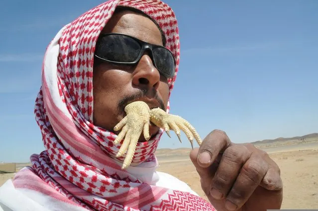 A man eats a part of an Uromastyx lizard, also known as a dabb lizard, in a desert near Tabuk April 20, 2013. The lizards, which are considered a delicacy in some parts of the Middle East, are caught in the spring season using hooks and sniffer dogs as well as bare hands. The lizards can be grilled or eaten raw, and according to popular belief, their blood is used to strengthen the body and treat diseases. (Photo by Mohamed Al Hwaity/Reuters)
