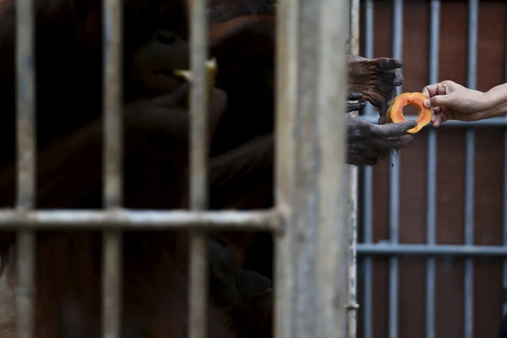 Deportation of Orangutans