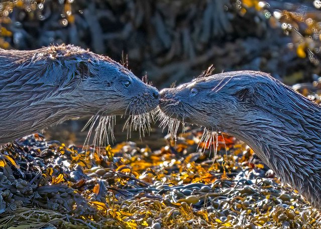 A pair of otters share a soft kiss over seaweed on the Isle of Mull, Scotland in the first decade of October 2025. (Photo by David Akers/Solent News & Photo Agency)