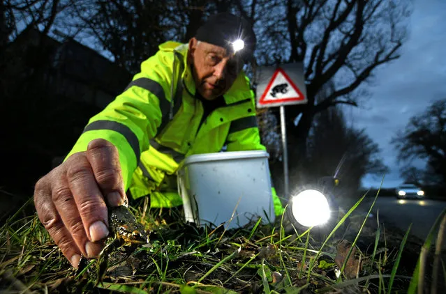 Andrew Cleave collects a toad from the side of Cufaude Lane, Basingstoke, Hants in south-central England on March 27, 2023. The Cufaude Lane toad patrol group, made up of over 20 volunteers, head out half a dozen at a time to save amphibians from being crushed by passing vehicles. (Photo by Simon Czapp/Solent News)