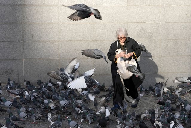 Parisian psychologist Catherine Hervais holds a pigeon to look for wounds on her daily mission to care for the capital's pigeons in front of the Centre Pompidou (aka Beaubourg) in Paris, France, on November 4, 2025. (Photo by Lucien Libert/Reuters)