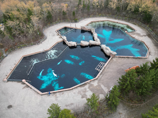 This aerial view shows various belugas still held in captivity at the now closed Artic Cove exhibit, at Marineland, in Niagara Falls, Canada, on November 13, 2025. The remaining 30 captive belugas at Canada's Marineland have nothing to do but wait. The reportedly broke former tourist attraction is closed to visitors, so the whales circle their decaying pools, while the park's owners – who issued a shocking threat to euthanize the belugas – spar with the government over what happens next. (Photo by Daphne Lemelin/AFP Photo)