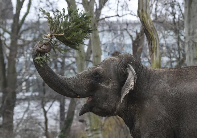 An elephant plays with a Christmas tree in Berlin on January 7, 2021. At Berlin Zoo, it's an annual tradition that brings the Christmas season to a close. (Photo by Kira Hofmann/dpa-Zentralbild/dpa)