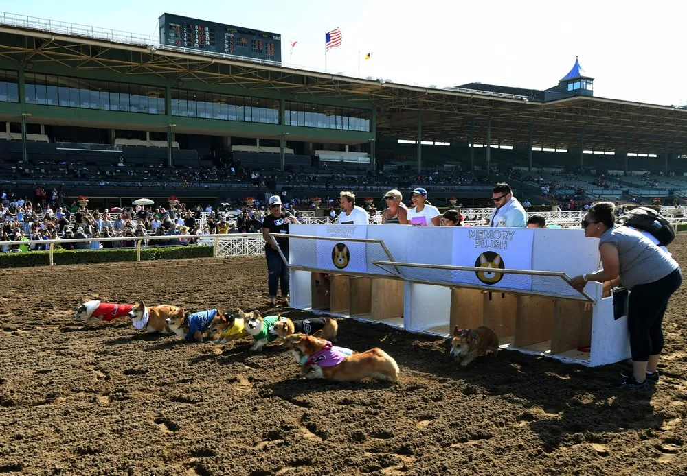 Corgi Dog Races