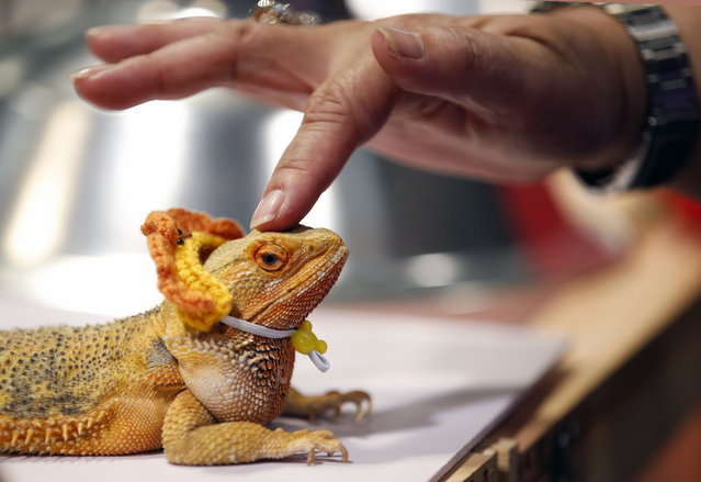 An animal enthusiast touches a Bearded Dragon displayed for sale as exotic pet at Thailand Reptile and Exotic Expo in Bangkok, Thailand, 02 August 2024. The Thailand Reptile and Exotic Expo is a trade showcase exhibiting hundreds of reptiles and exotic animals from breeders to sell as exotic pets for enthusiasts. (Photo by Rungroj Yongrit/EPA)