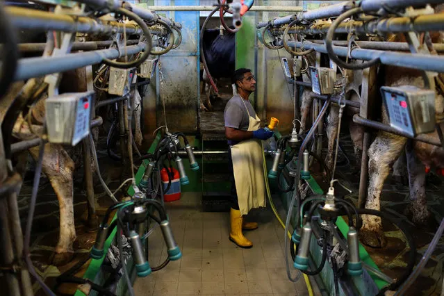 A man works in a local milk factory close to the town of Ofena in the province of L'Aquila in Abruzzo, Italy, September 6, 2016. (Photo by Siegfried Modola/Reuters)