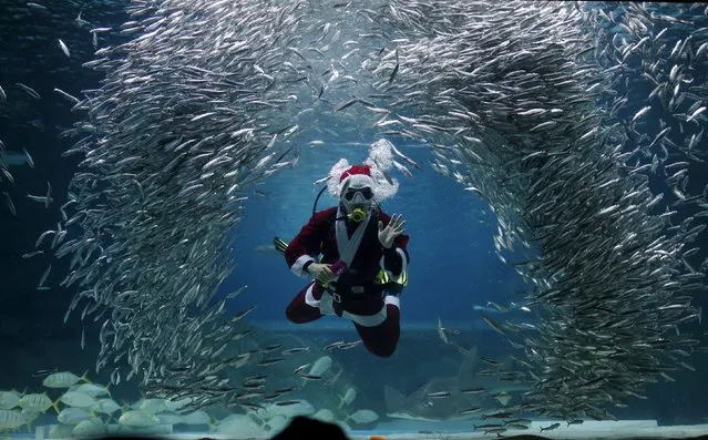 A diver dressed in a Santa Claus costume swims with sardines during a promotional event for Christmas “Sardines Feeding Show with Santa Claus” at the Coex Aquarium in Seoul, South Korea, December 9, 2015. (Photo by Kim Hong-Ji/Reuters)