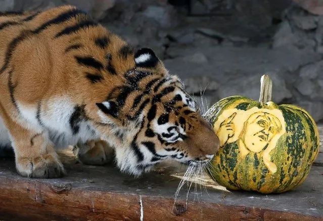 Yunona, a four-year-old female Amur tiger, sniffs a pumpkin with the face of U.S. presidential nominee Donald Trump as it predicts the result of U.S. presidential election at the Royev Ruchey zoo in Krasnoyarsk, Siberia, Russia, November 7, 2016. (Photo by Ilya Naymushin/Reuters)