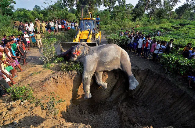 A carcass of a wild elephant, who according to the forest officials died due to electrocution by the low-tension electric wires, is pushed into a grave at a tea estate in Nagaon district in the Northeastern state of Assam, India on November 14, 2016. (Photo by Anuwar Hazarika/Reuters)