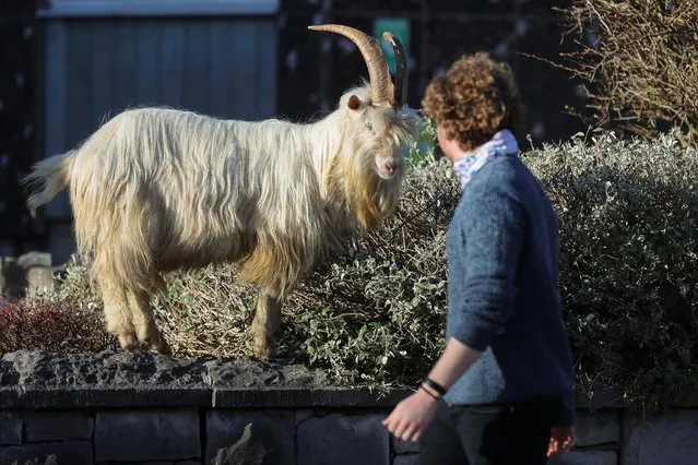 A man walks past a goat, as the spread of the coronavirus disease (COVID-19) continues, Llandudno, Wales, Britain February 22, 2021. The herd of Kashmir goats has visited the seaside resort town several times since the coronavirus pandemic began, roaming streets emptied during lockdown and feasting on hedges. (Photo by Carl Recine/Reuters)